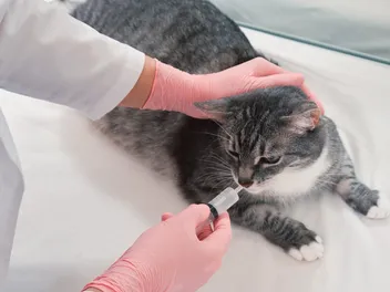 Miralax for Cats: Our Vet Explains Dosages, Uses & Side Effects