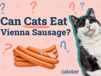 Can Cats Eat Vienna Sausages? Vet-Reviewed Facts & Safety Guide