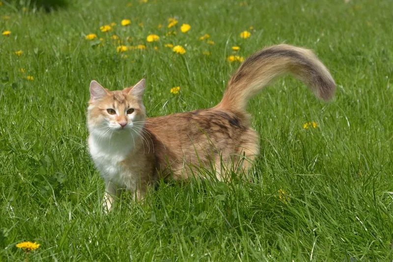 amber norwegian forest cat outdoor