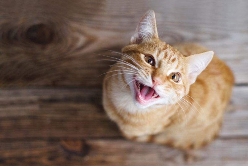 Why Is My Cat’s Meow Weak and Raspy? 6 Vet Verified Causes