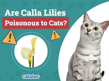 Are Calla Lilies Poisonous to Cats? Vet-Verified Facts & Safety Guide