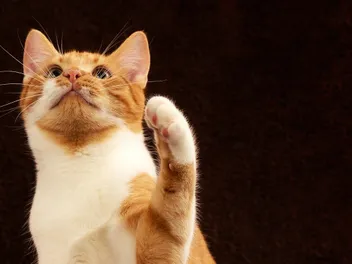Why Does My Cat Reach His Paw Out to Me? 9 Vet-Verified Reasons
