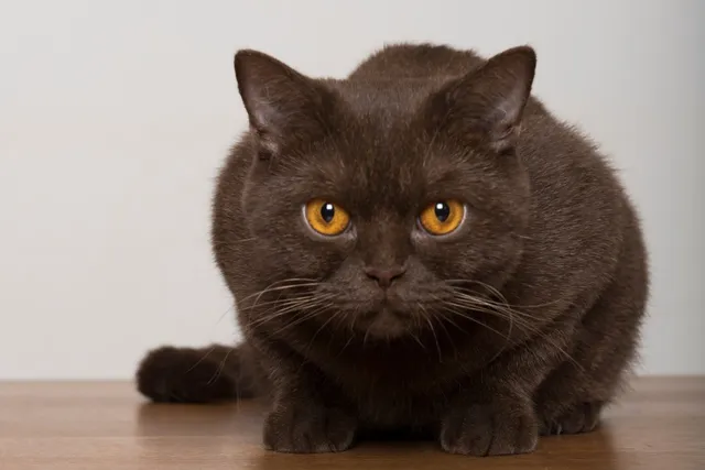 12 Round-Face Cat Breeds: Top Choices for Your Home (With Info & Pictures)