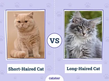 Short-Haired Cat vs. Long-Haired Cat: Vet-Verified Differences (With Pictures)