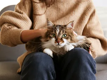 How to Calm a Stressed Cat After Moving: 17 Vet-Verified Tips