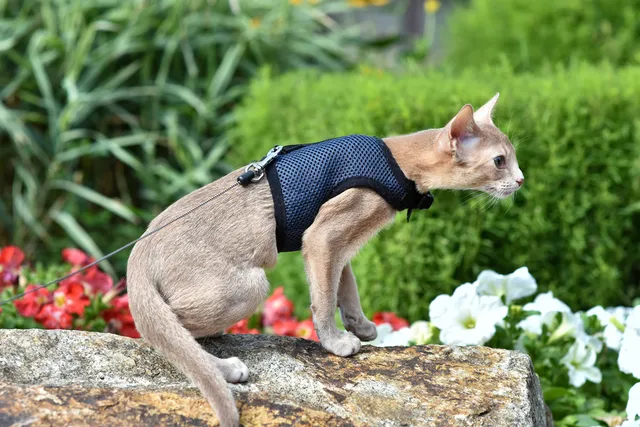 Why Do Cats Fall Over in a Harness? Our Vet Explains