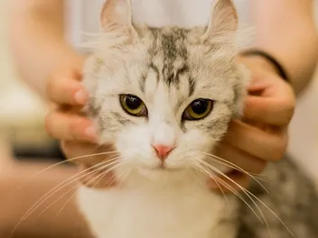 Feline Hyperesthesia Syndrome: Vet-Reviewed Signs, Treatment & FAQ