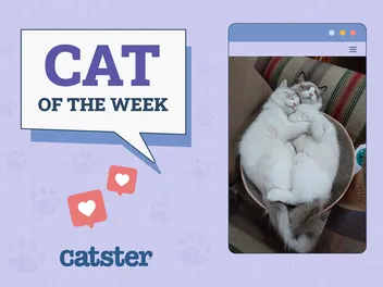 Catster Photo Contest: Cats of the Week Winners (June 19, 2025)
