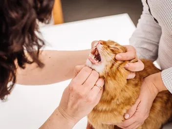 That Crusty Red Spot on Your Cat's Lip Isn’t What You Think