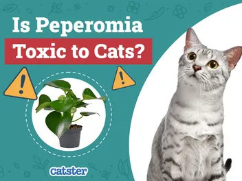 Is Peperomia Toxic to Cats? Vet-Reviewed Houseplants Examined