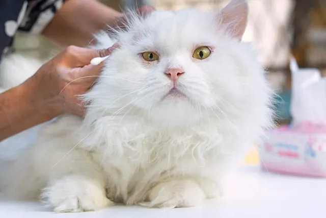 Ear Infections in Cats: Vet-Reviewed Causes, Signs & Care Tips