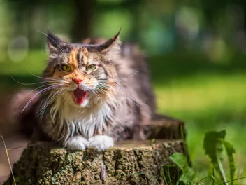 Can Cats Burp? Vet-Reviewed Myths & Facts