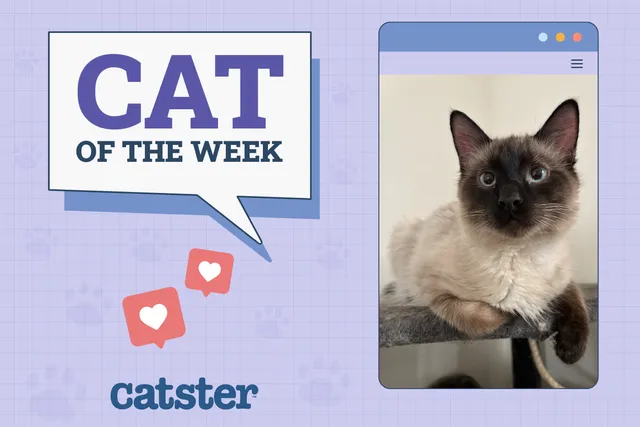 Catster Photo Contest: Cats of the Week Winners (April 10, 2025)