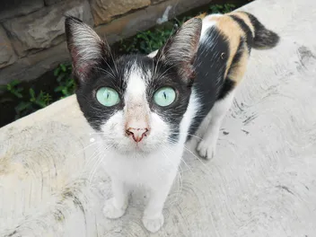 Why Does My Cat Have Black Boogers? Vet-Reviewed Causes & When to Worry