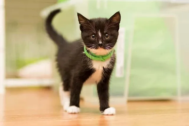 Can a Flea Collar Make a Cat Sick? Vet-Reviewed Risks & Considerations