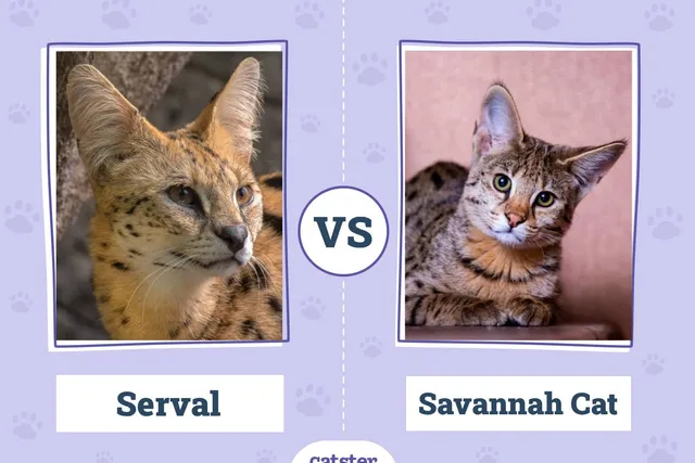 Serval vs. Savannah Cat: Vet-Reviewed Key Differences (With Pictures)