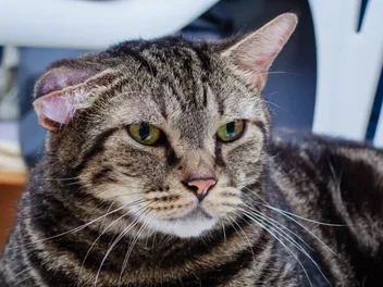 Will a Cat Ear Hematoma Go Away on Its Own? Vet-Reviewed Facts & FAQ