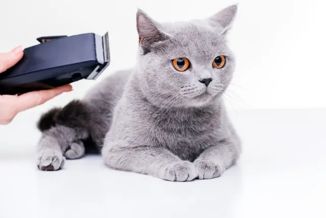 Can You Shave a Cat With Human Clippers? Vet-Verified Facts to Consider & Tips