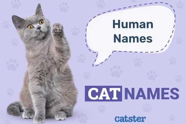 520 Human Cat Names: Fun Options From A-Z
