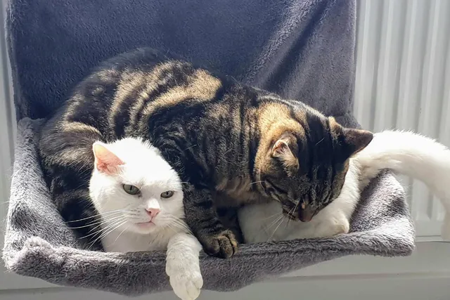 How Can I Make My Cat Like Me? Lessons From Zelda & Clutch