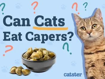 Can Cats Eat Capers? Vet-Reviewed Facts & FAQ
