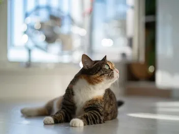 Why Do Cats Lay in the Middle of the Floor? 7 Vet-Verified Reasons