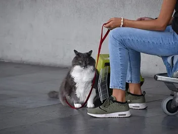How to Travel Long-Distance With a Cat: 15 Vet-Approved Tips & Tricks