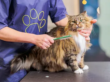 How to Sedate a Cat for Grooming: 3 Vet-Approved Methods