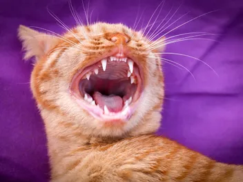 Is Your Cat Losing Teeth? What’s Normal & When to Worry (Vet-Verified)