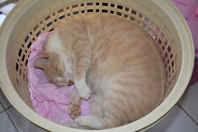 Why Do Cats Like Clean Laundry? 4 Vet-Reviewed Reasons