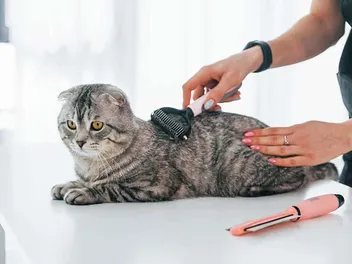 10 Common Cat Grooming Mistakes & How Not to Make Them