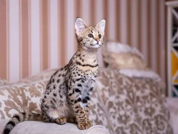 Are Savannah Cats Legal in Georgia? Facts, Breed Traits & FAQ
