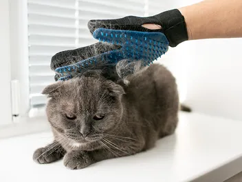 9 Best Cat Brushes for Dandruff in 2026 – Reviews & Top Picks