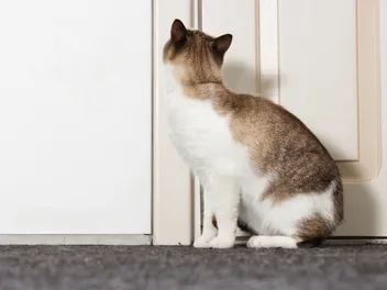 How to Stop a Cat From Scratching Doors: 7 Vet-Reviewed Tips