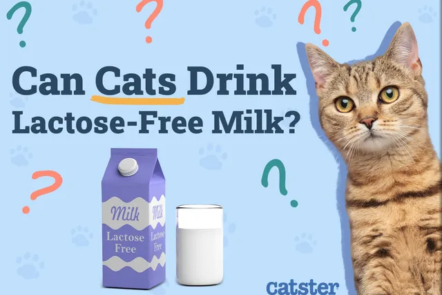 Can Cats Drink Lactose-Free Milk? Vet-Verified Nutrition Facts