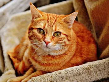 6 Amazing DIY Cat Birthing Box Plans You Can Create at Home