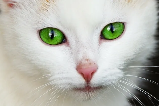 Cat Eyes: Vet-Reviewed Genetics, Color Changes & FAQ