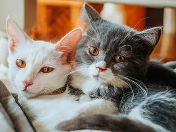 How Many Cats Can You Own in Ohio? What Law States