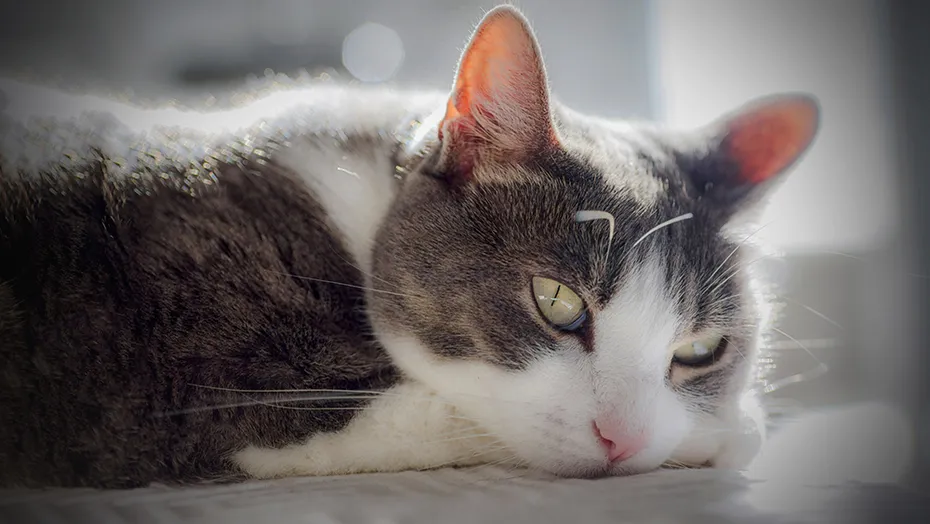female cat resting on the floor
