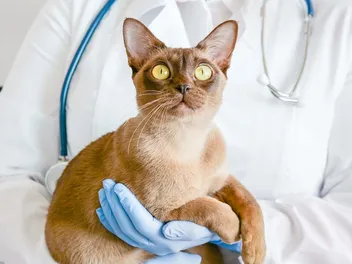 Hepatitis in Cats: Vet Explained Signs, Causes, & Care
