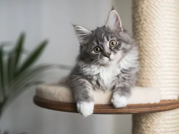 Blue Maine Coon Cat: Info, Pictures, Facts & History