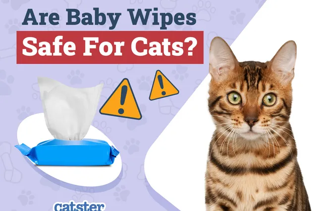 Are Baby Wipes Safe to Use on Cats? Vet-Reviewed Facts & FAQ
