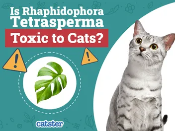 Is Rhaphidophora Tetrasperma Toxic to Cats? Precautions & Risks