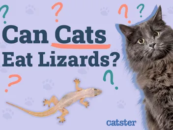 Can Cats Eat Lizards? Vet-Verified Facts & FAQ