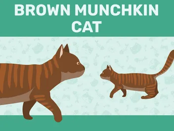 Brown Munchkin Cat: Info, Pictures, Origin & Facts