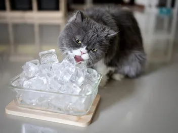 How to Cool a Cat Down Fast: 10 Vet-Verified Ways to Avoid Heat Stroke
