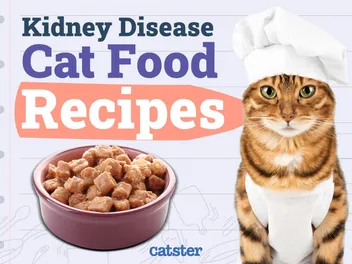 5 Homemade Cat Food Recipes for Cats with Kidney Disease