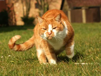 Why Is My Cat Suddenly Walking Like They're Drunk? 10 Vet-Reviewed Reasons