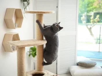 Environmental Enrichment for Cats: 12 Vet-Reviewed Tips