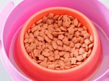 5 DIY Ant-Proof Cat Bowls: Vet-Approved Ideas To Try Today (With Pictures)